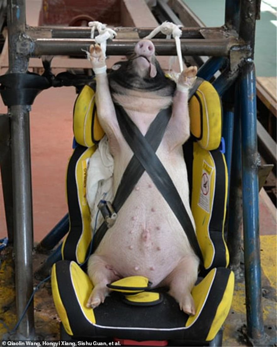 pig-1