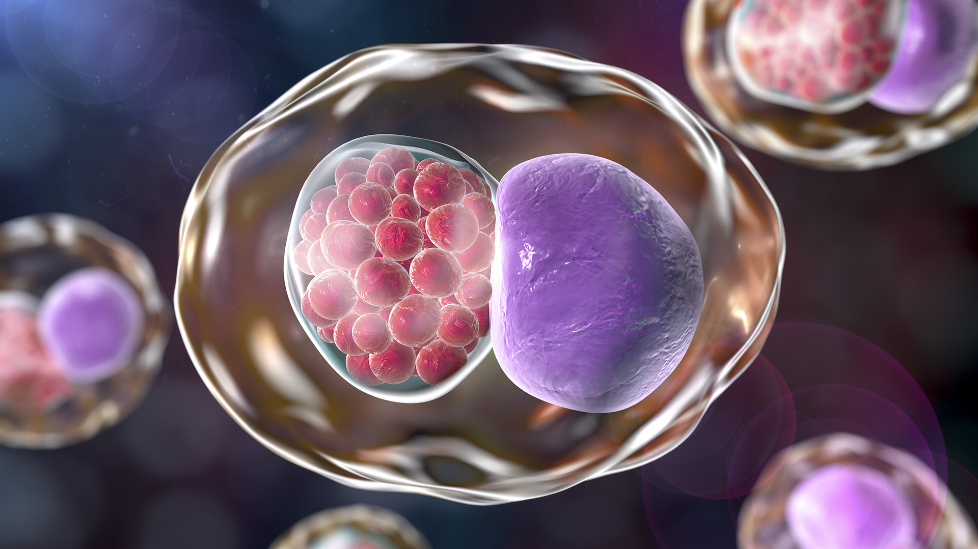 Chlamydia inclusion in human cell. 3D illustration showing group of chlamydial elementary bodies near the nucleus of a cell