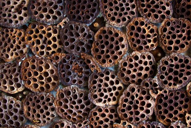 trypophobia