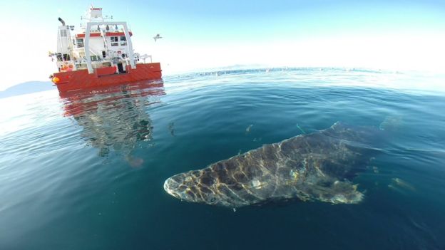 greenland-shark