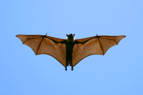 Indian Flying Fox (Pteropus giganteus), flying, India