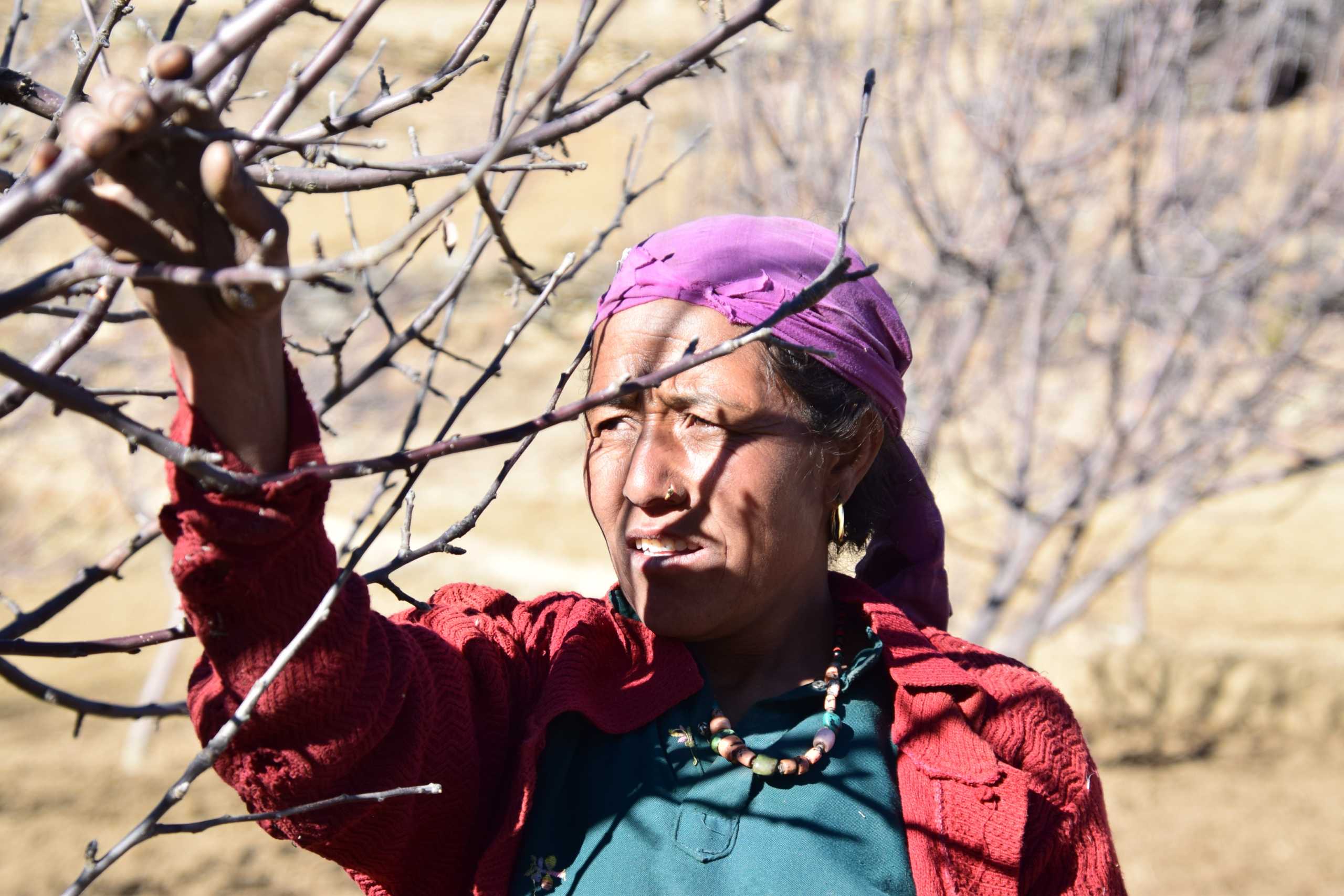 Parwati Rawat tends to her apple orchard in Dhaulapani village, Jumla district, Nepal, February 3, 2019. HANDOUT/Practical Action/Archana Gurung