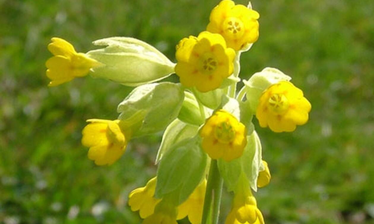 cowslip