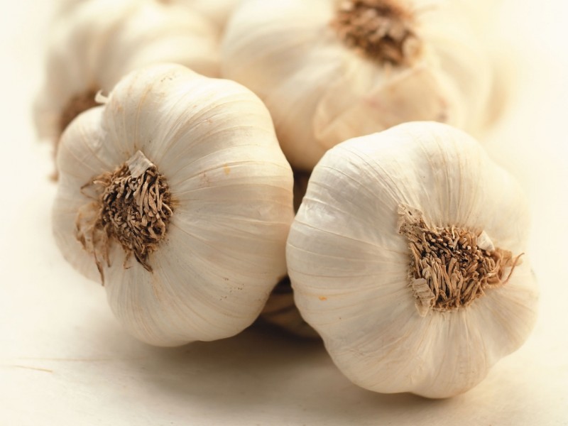 garlic_01