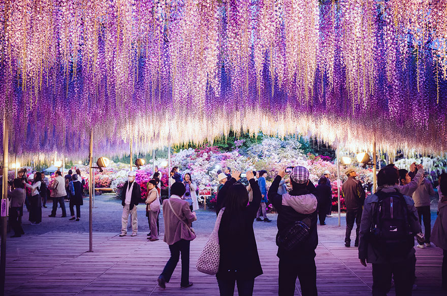 oldest-wisteria-tree-ashikaga-japan-6