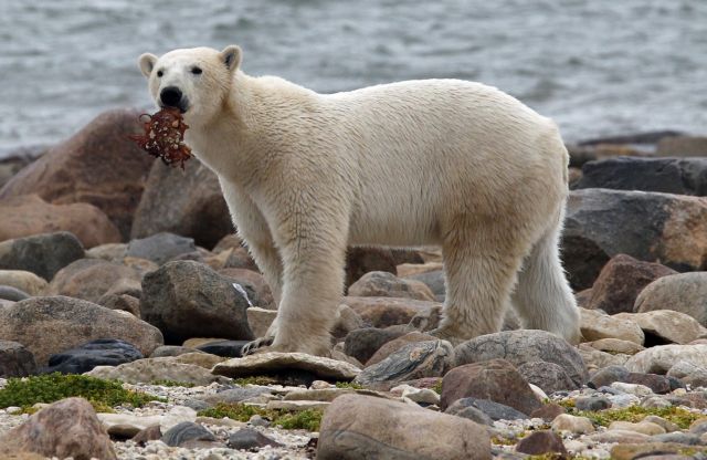 A polar bear holds onto a piece of meat along the shore of Hudson Bay near Churchill, Manitoba in this August 23, 2010 file photo.   Scientists unveiled a thorough genetic analysis of polar bears in a study published May 8, 2014 and have found that since diverging from brown bears less than 500,000 years ago to become a new species, polar bears have undergone remarkable genetic changes to permit the high-fat diet they need in the frigid Arctic conditions they call home.
    REUTERS/Chris Wattie/Files       (CANADA - Tags: ANIMALS)