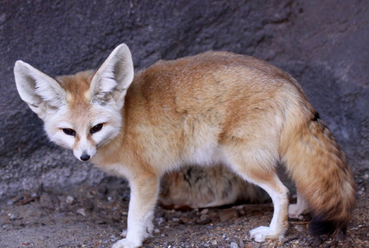 Fennec_Fox_Vulpes_zerda