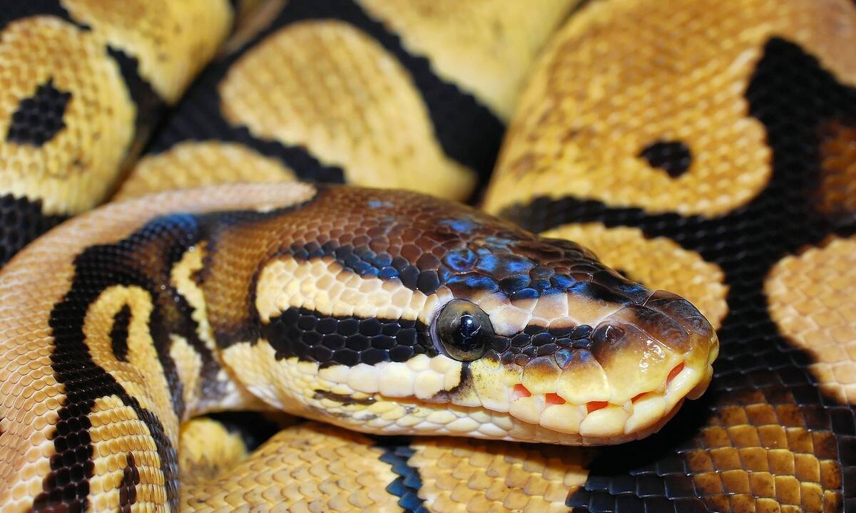 PythonSnakeBed