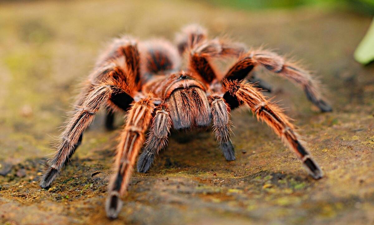 Tarantula