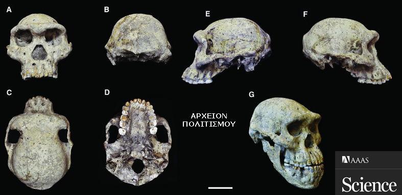 ΓΕΩΡΓΙΑ-Dmanisi-1800000 χρόνων κρανίο