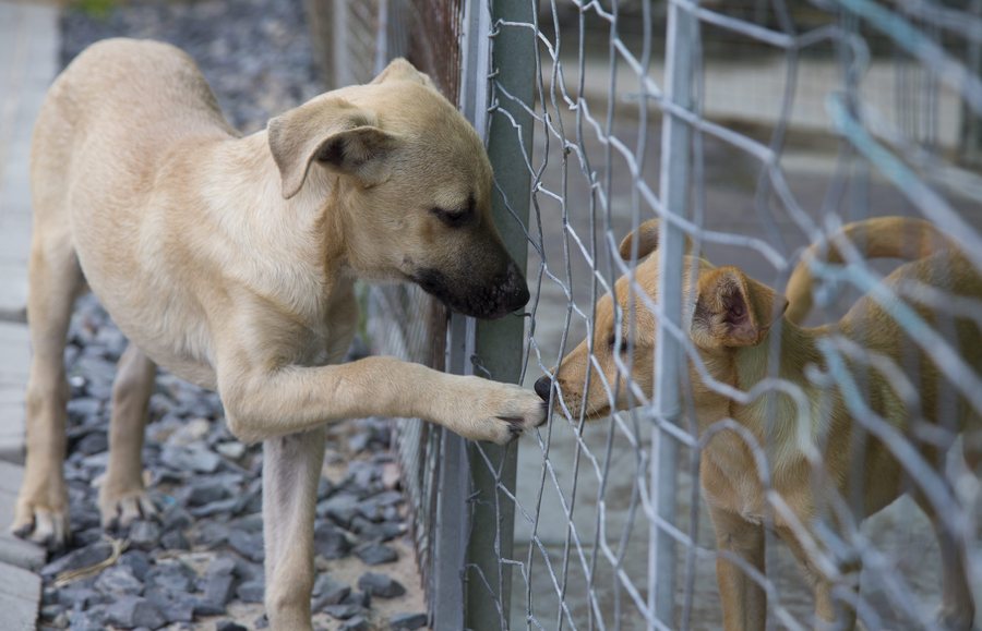 epa05313561 (14/30) A mixed breed dog lifts a paw to another in rocovery at Mdzananda Animal Clinic in Khayelitsha, Cape Town, South Africa, 27 April 2016. Mdzananda Animal Clinic in Khayelitsha which has been serving animals and their community for twenty years is in the midst of a campaign to provide medical treatment to 12,000 animals. Animal abuse and neglect are a part of everyday life in townships across South Africa with some of the poorest communities in Khayelitsha being home to the most vulnerable animals in the greater Cape Flats area.  EPA/NIC BOTHMA PLEASE REFER TO ADVISORY NOTICE (epa05313546) FOR FULL FEATURE TEXT