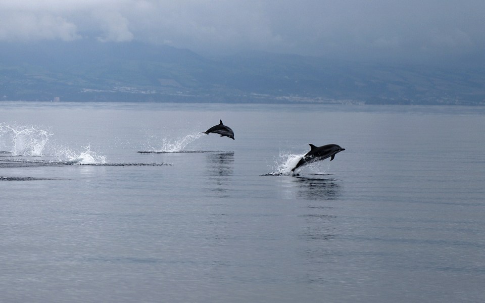 TOPSHOTS
Dolphins break the surface of the Atlantic Ocean off the coast of Sao Miguel island in the Azores on June 2, 2015. With its lush vegetation, lakes resting on the bottom of volcanic craters and colonies of sperm whales, the Portuguese Azores archipelago has everything what a lost paradise could offer to nature lovers, who flock en masse since the arrival of low cost airlines at the end of March, 2015. AFP PHOTO / PATRICIA DE MELO MOREIRA

TO GO WITH A AFP STORY BY THOMAS CABRAL -