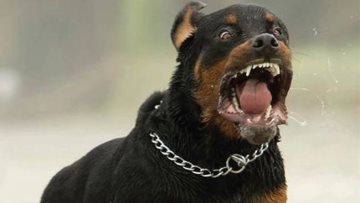 rottweiler-1