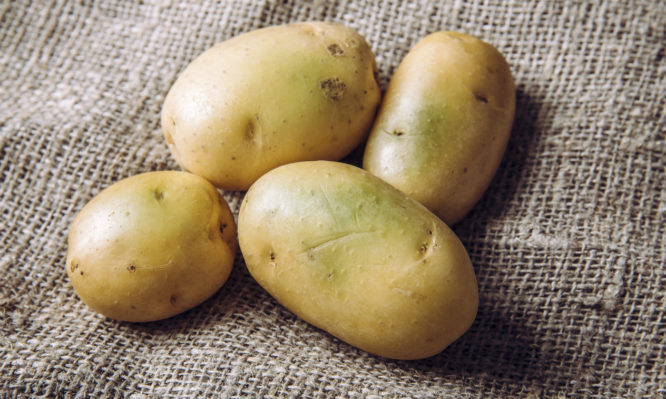 Sunlight and warmth turn potatoes skin green witch contain high levels of a toxin, solanine which can cause sickness and is poisonous. Do not buy and eat green potatoes! Heap on sackcloth.