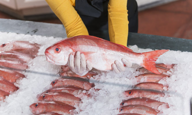 Fresh fish, red snapper, for sale in seafood store. A female worker wearing gloves is holding up a whole fish.