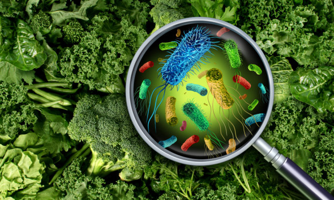 Bacteria and germs on vegetables and the health risk of ingesting contaminated green food including romaine lettuce as a produce safety concept 3D render elements.