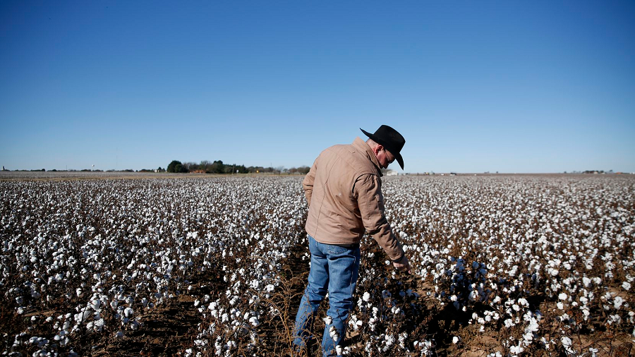 cotton-texas