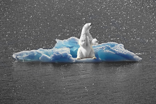 polar-bear-2199534_960_720-2