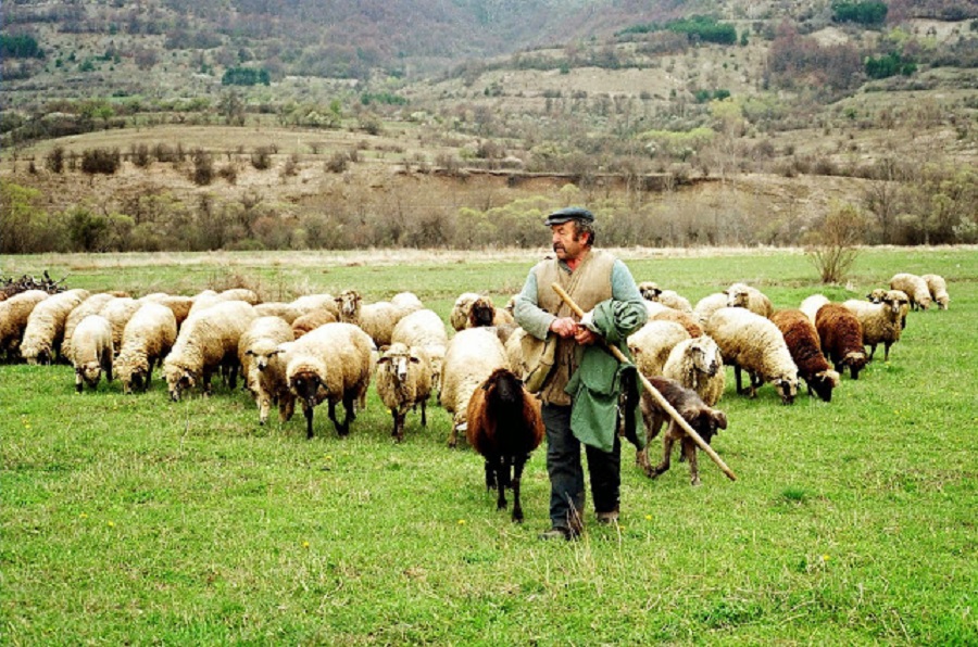 ΚΑΤΣΙΚΙΑ