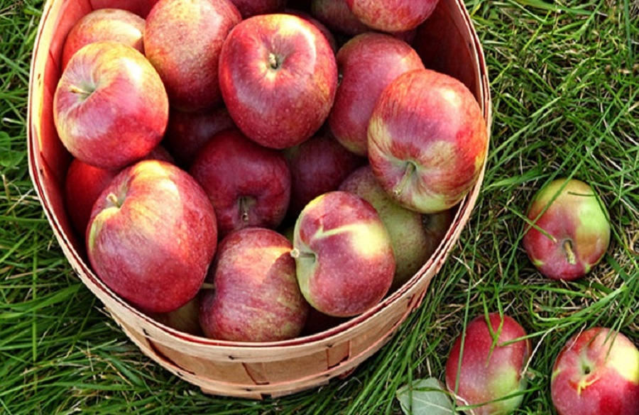 Overhead shot of a basket of freshly picked apples in grass; Shutterstock ID 86700823; job: Job (TFH, TOH, RD, BNB, CWM, CM)