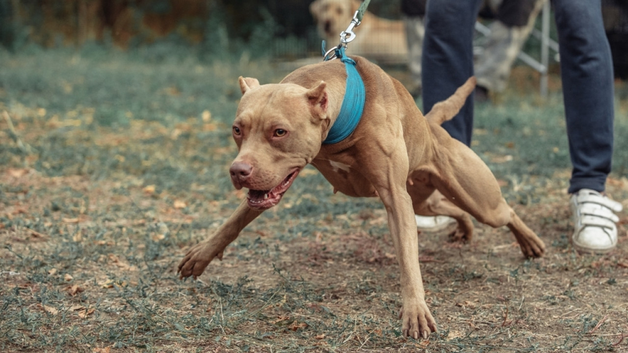 shutterstock-pitbull2