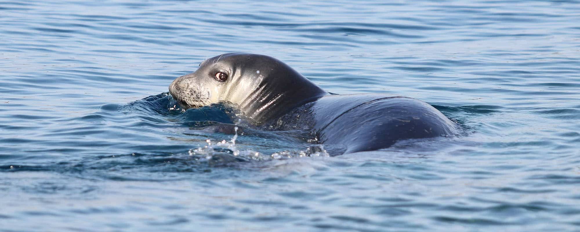 idp-monk-seal-back-look-slider