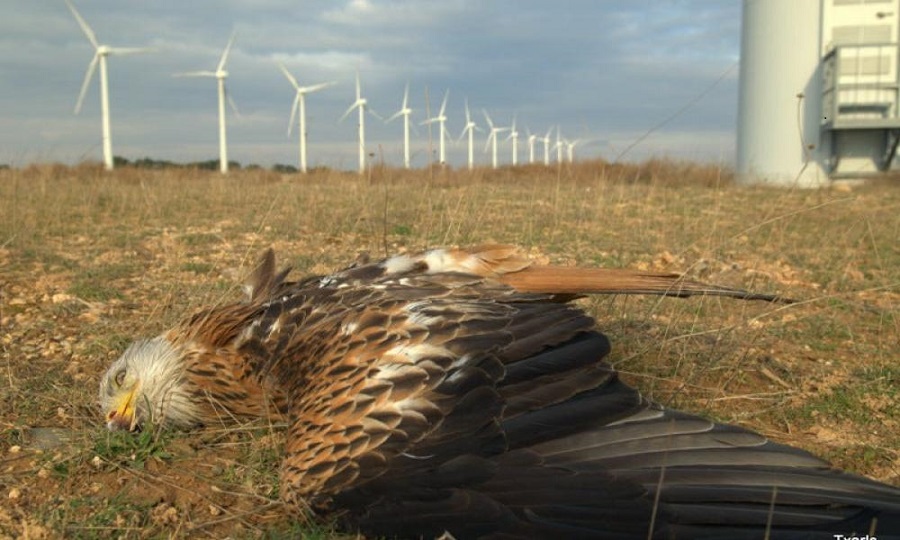 another_red_kite_agonizing_at_navarre_windfarm_feb_14_2010