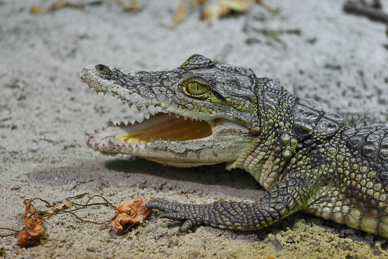 west-african-crocodile-7288043_1280