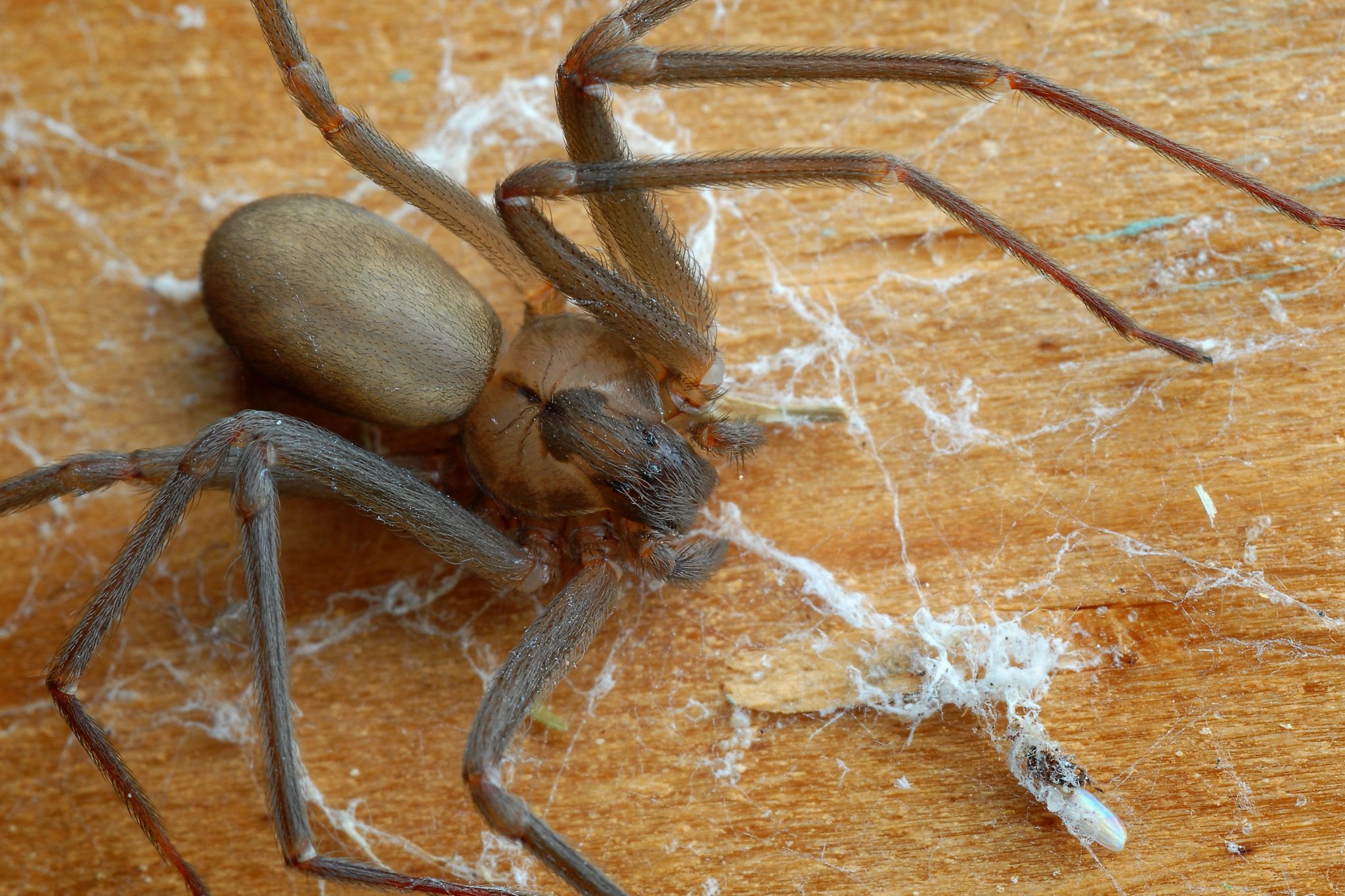 151126162904-01-dangerous-spiders-brown-recluse-2048x1365