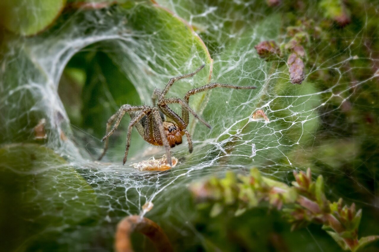 funnel-spider