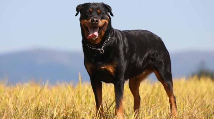 rottweiler