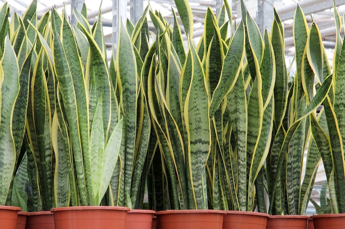 Sansevieria_trifasciata_Laurentii