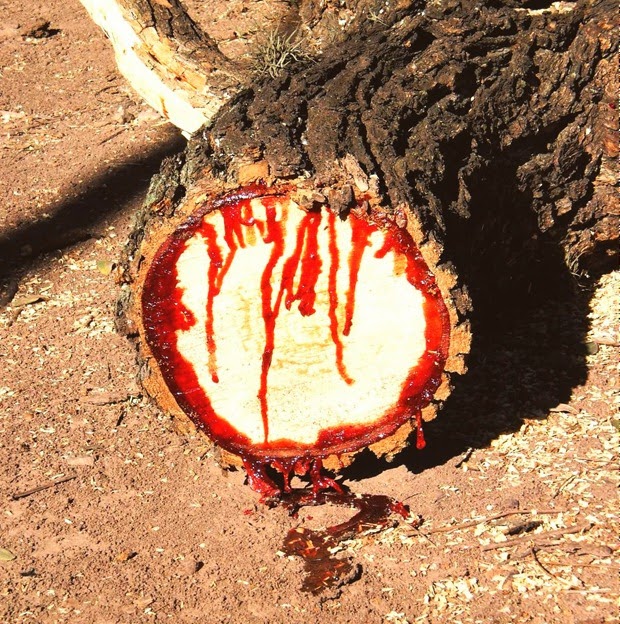 bloodwood1