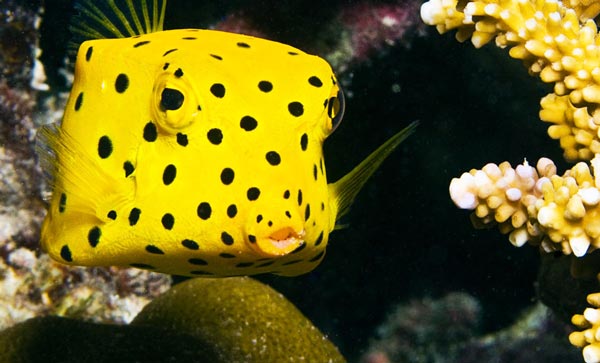 boxfish4