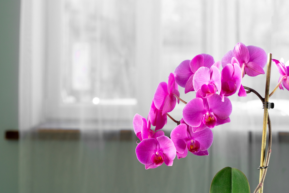 By_FabrikaPhoto_envato_orchid