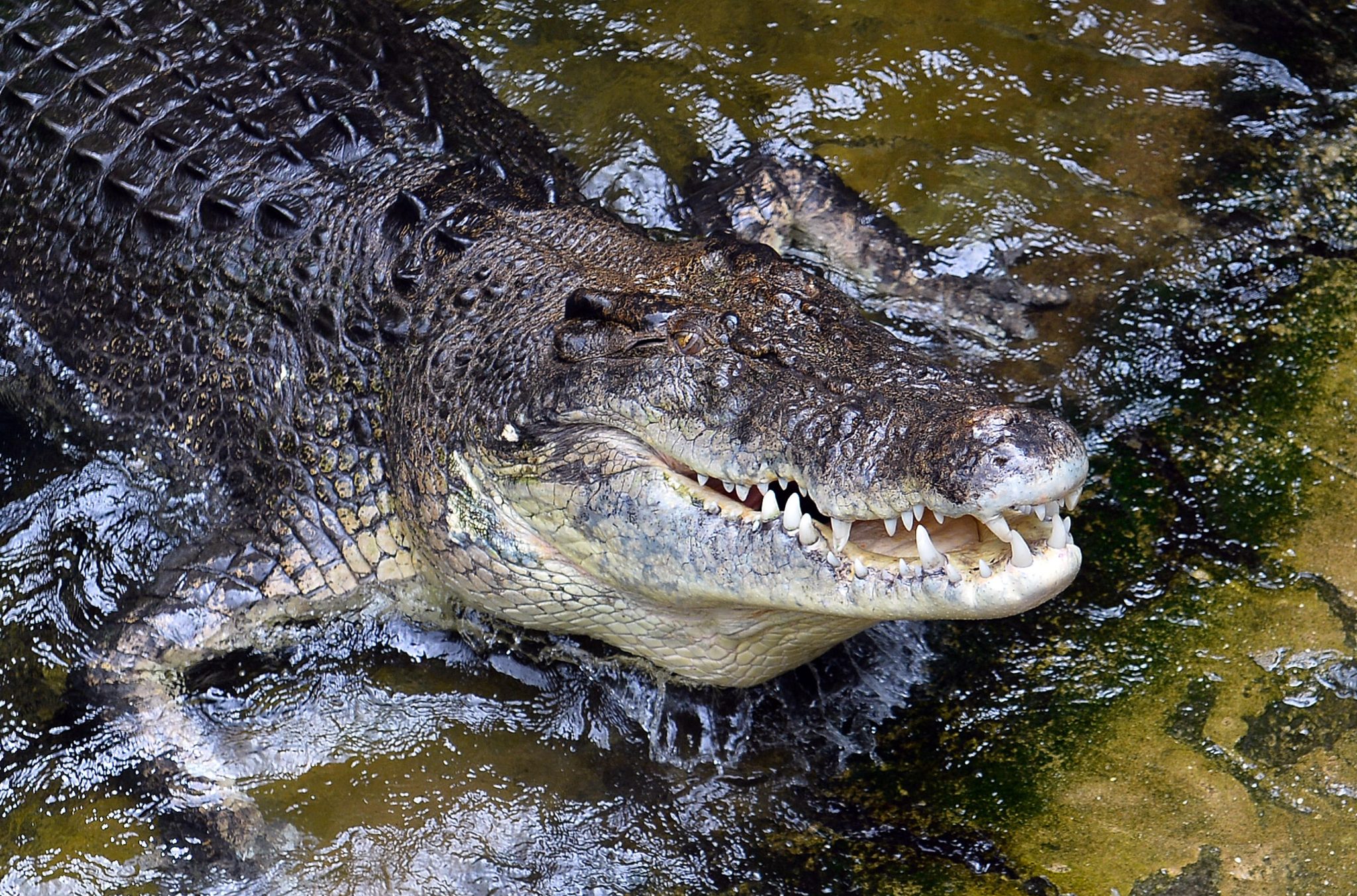 australia-crocodile-476311025-2048x1353