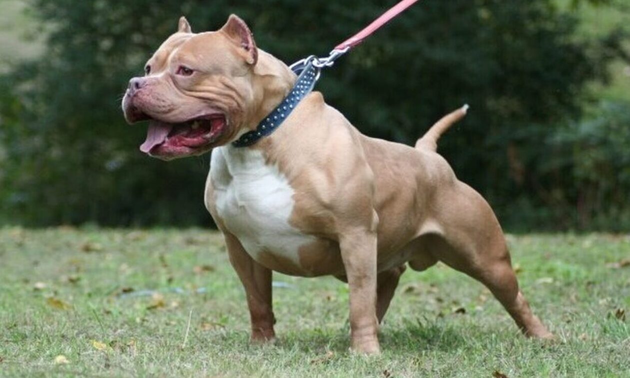 pitbull