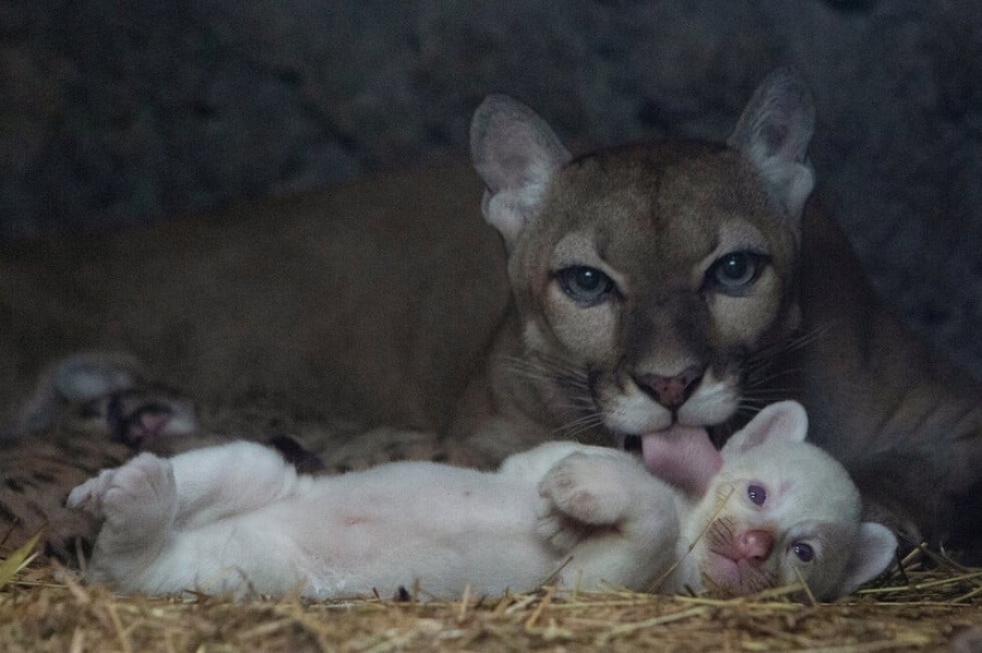 albino-puma1