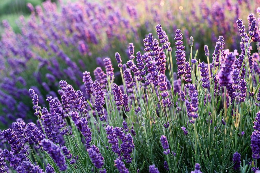 lavanda-con-flores-1024x682