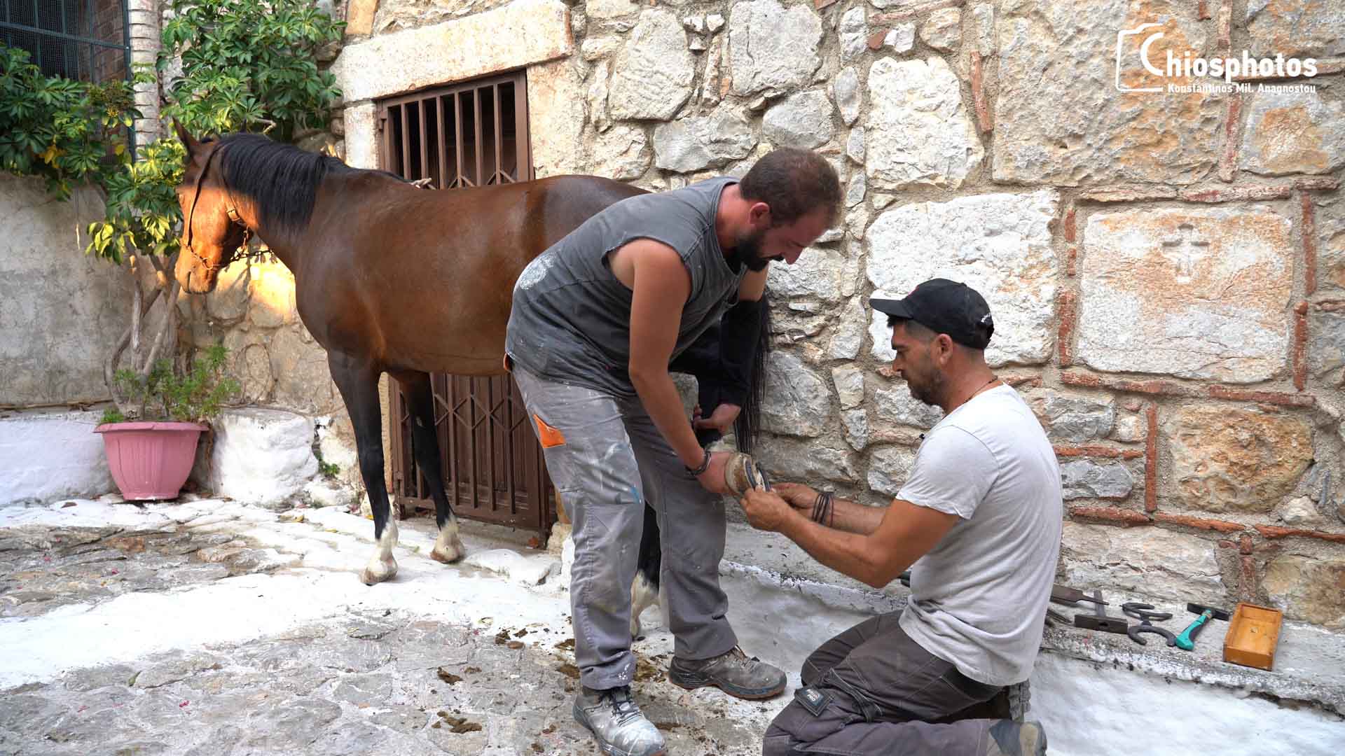 20230712-petalotis-elata-chios-8