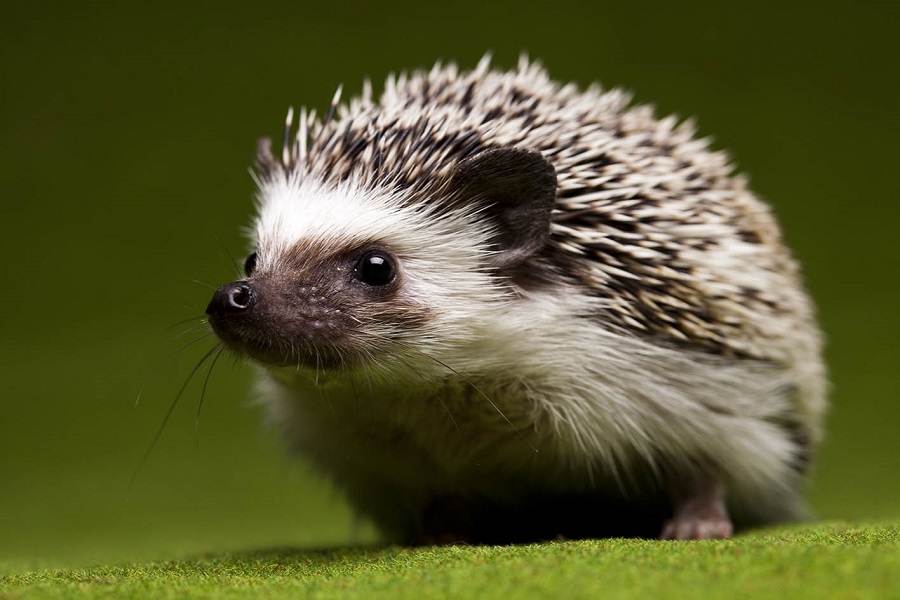 Hedgehog-shutterstock_84291049