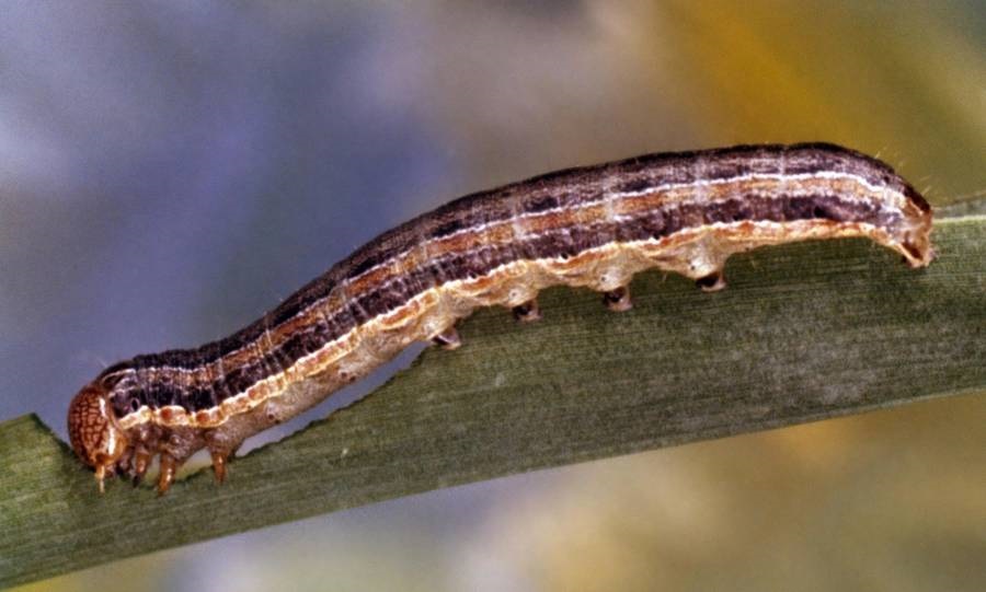 fall-armyworm-spodoptera-frugiperda