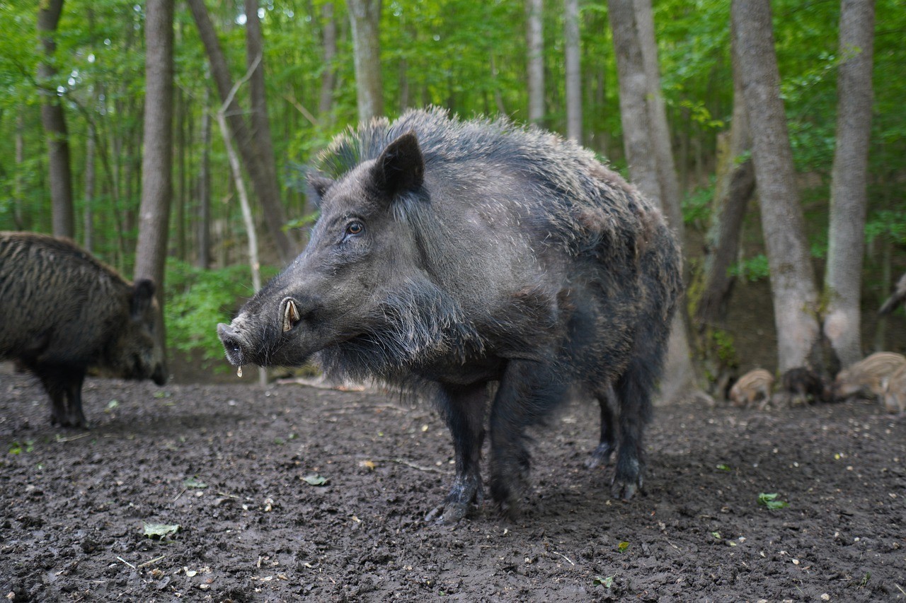 wild-boar-gf327a8047_1280