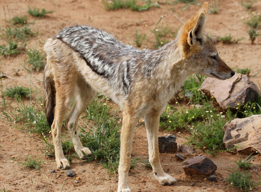 Black-backed jackal, Canis mesomelas, at Pilanesberg National Pa