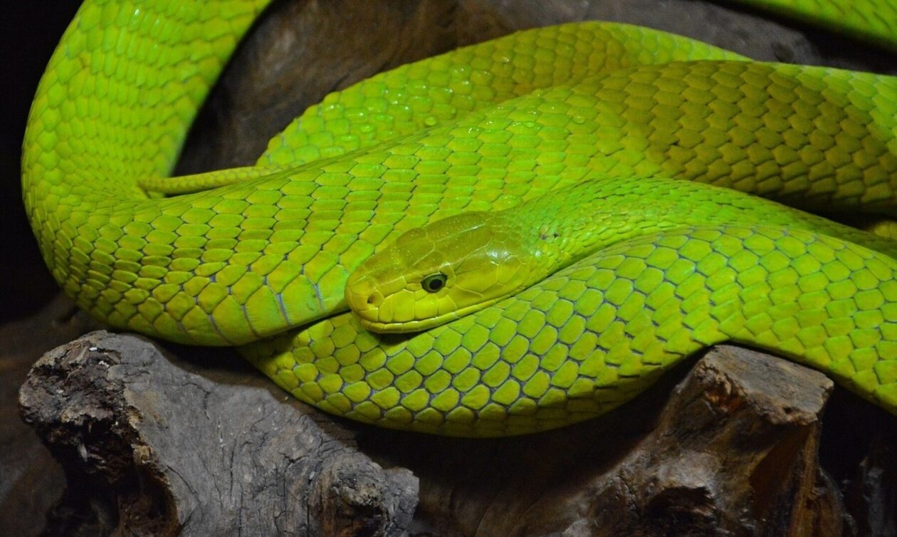 Green-mamba