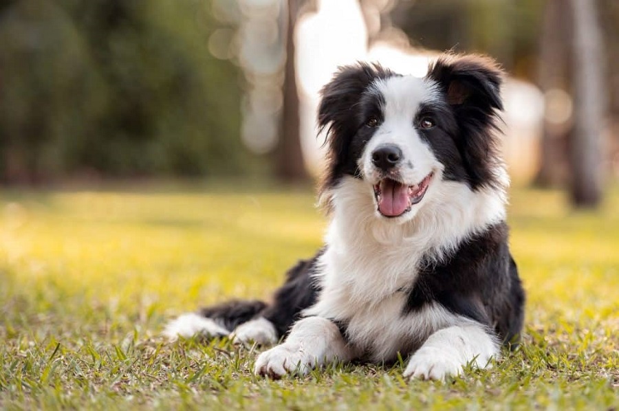 border-collie-min-