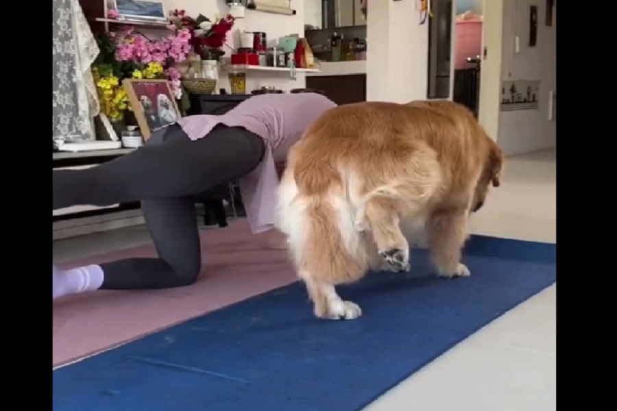 dog-gym