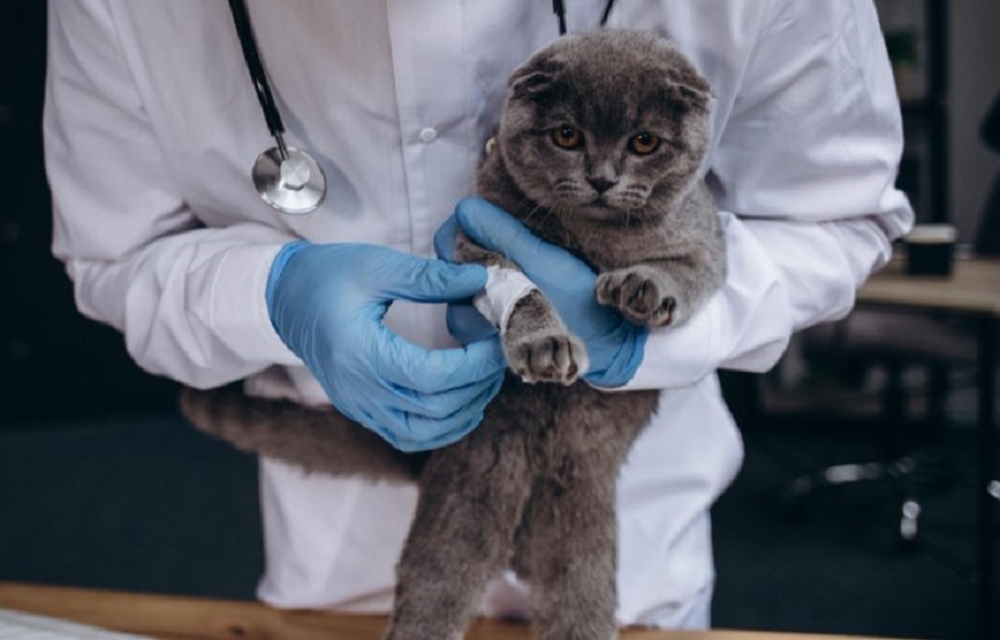 image-beautiful-cat-being-examined-by-doctor-veterinary