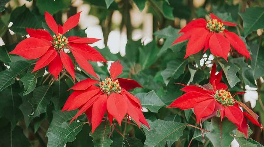 mistikakipou_alexandrino-poinsettia-louloudi-xristougennon