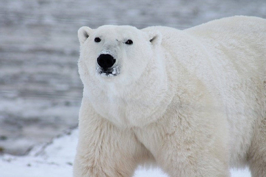 polar-bear-